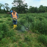 Kersten-Weedinglance-on-Thistles-3